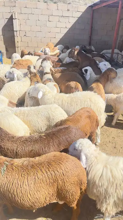 أحجز عيودتك 0
