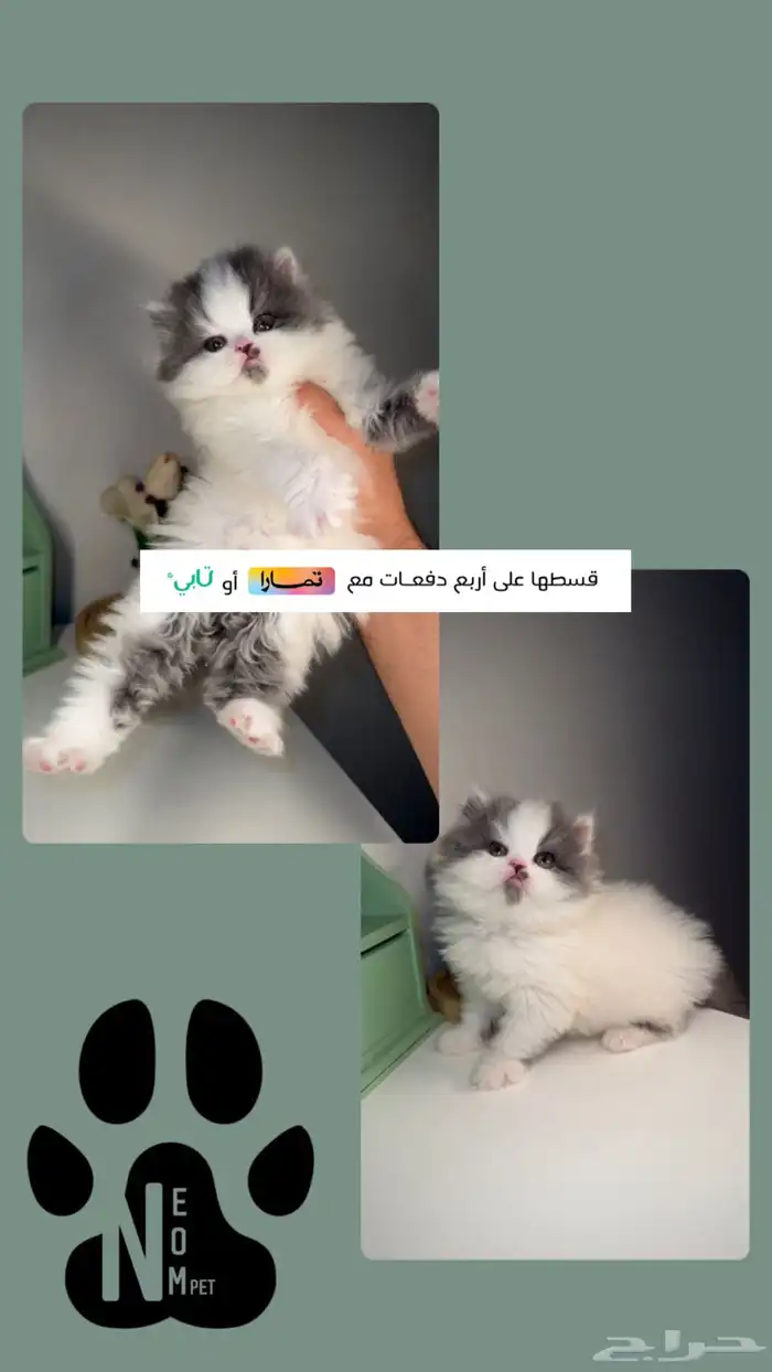 كيتن قطط للبيع صغيرة شهرين شيرازي سكوتش هملايا راغدول بيرشن 1