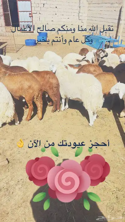 أحجز عيودتك 1