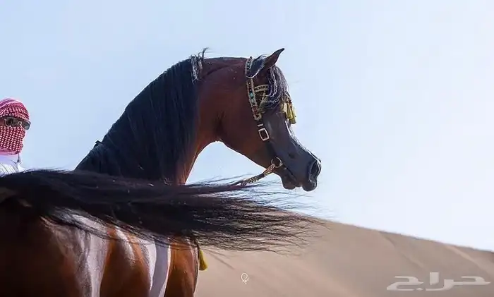 فحل مربط ولد غيث الزبير 6