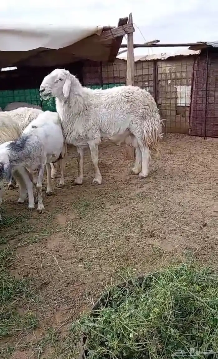 خاروف فحل العمر سديس يقرع على الشرط 2