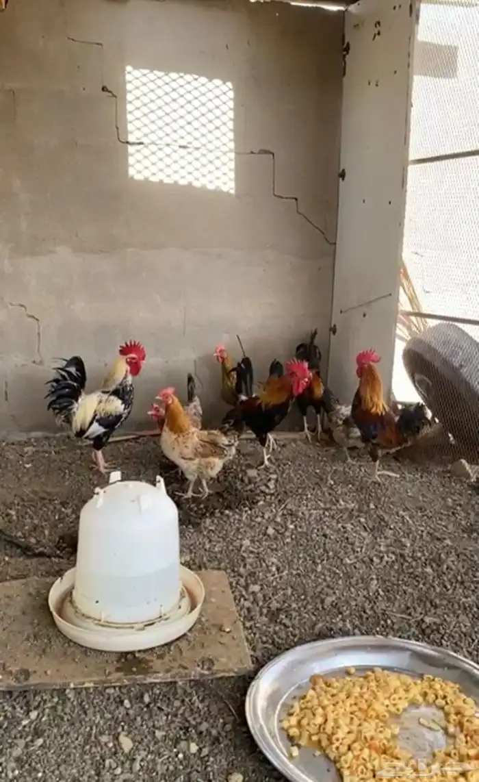 دجاج بلدي بياض حظان 1