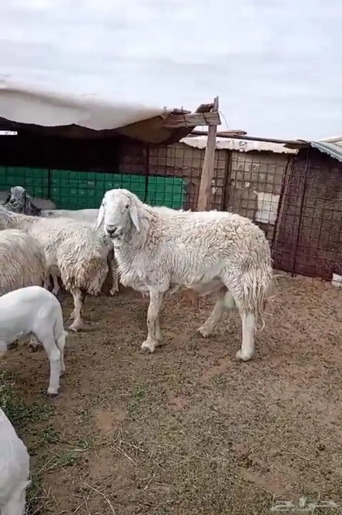 خاروف فحل العمر سديس يقرع على الشرط 0