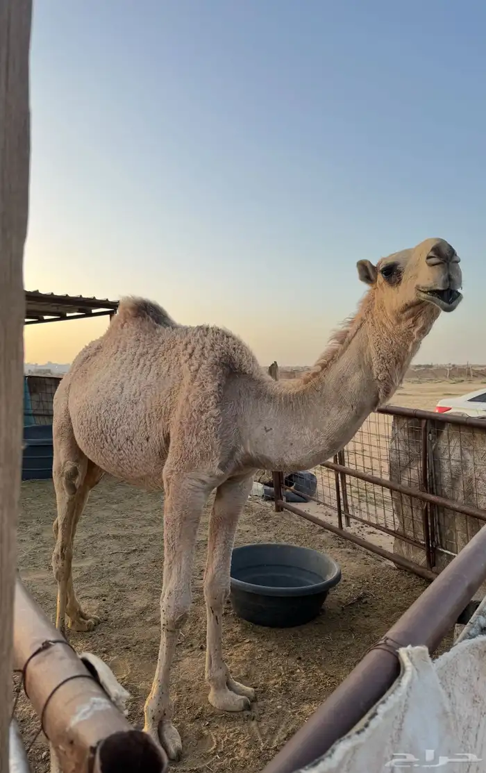قعود حيسوني (( تم البيع )) 1