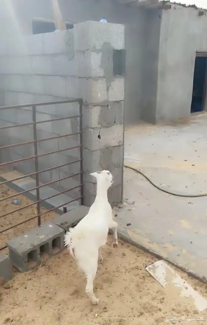 تيس للبيع 2