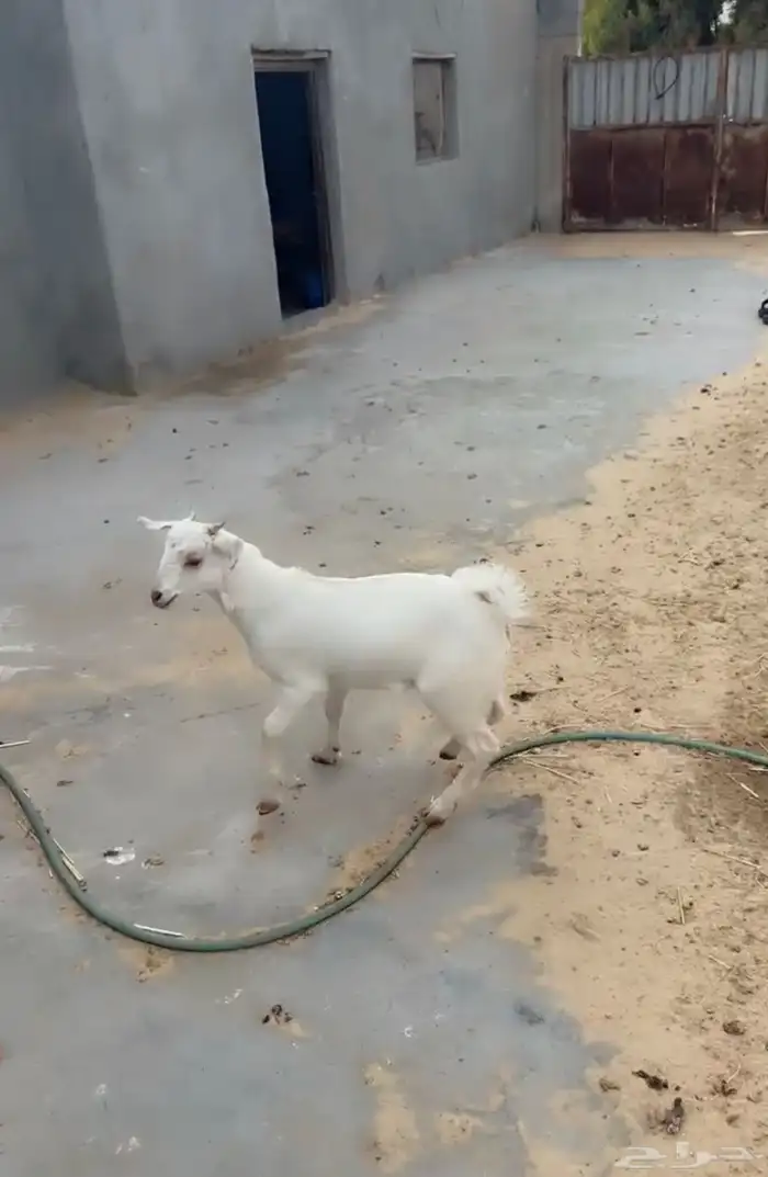 تيس للبيع 0