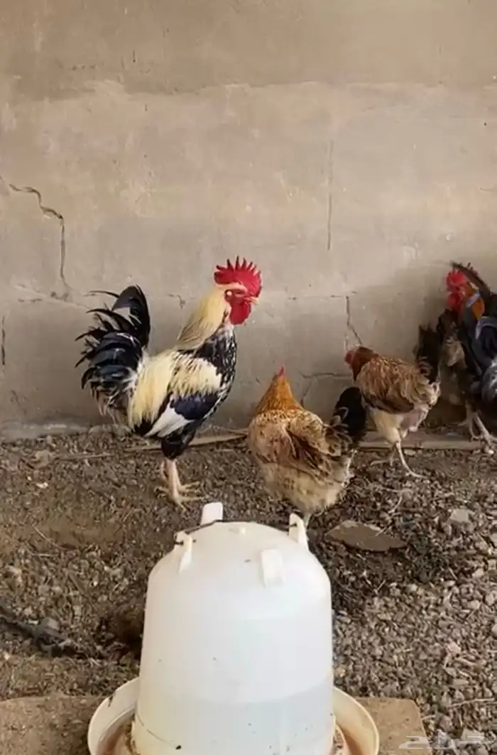 دجاج بلدي بياض حظان 2