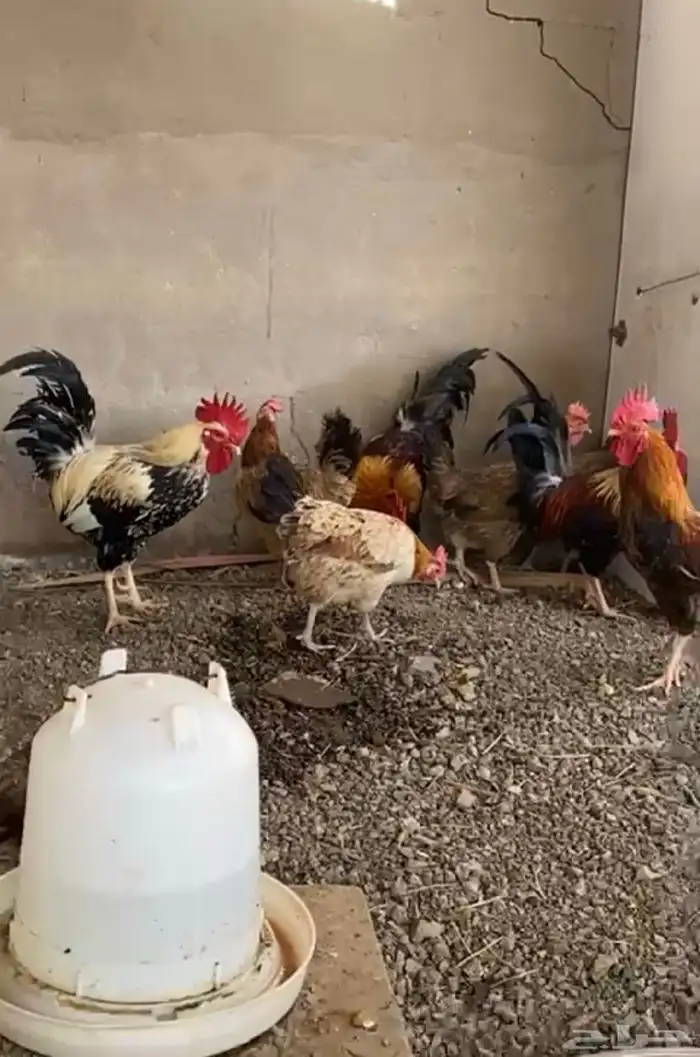 دجاج بلدي بياض حظان 3