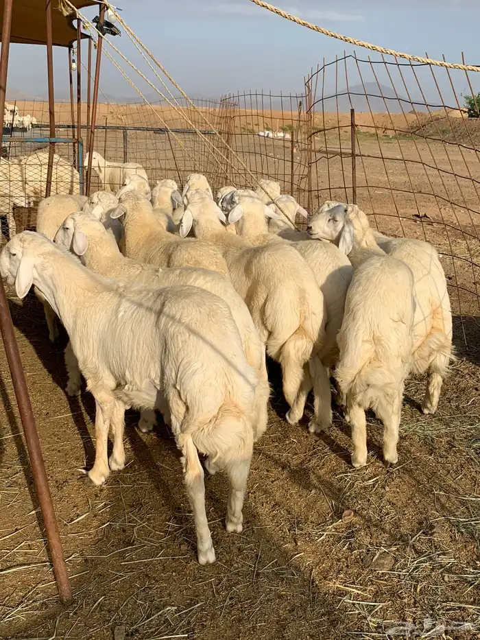 من الان مرحبا ومسهلا بالجميع 2
