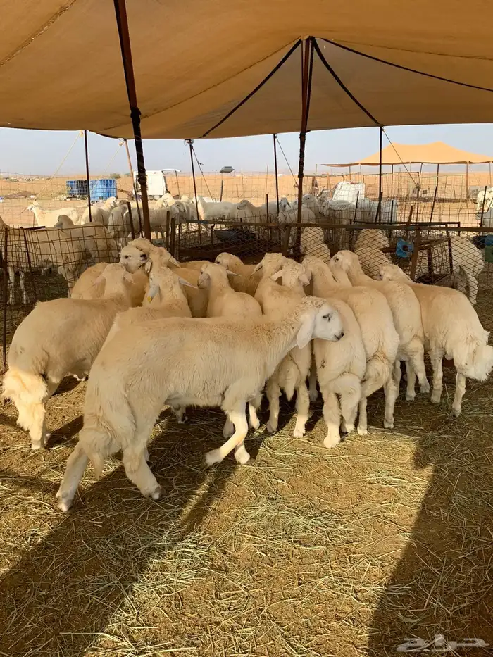 من الان مرحبا ومسهلا بالجميع 15