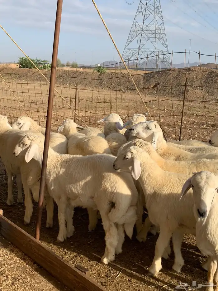 من الان مرحبا ومسهلا بالجميع 0
