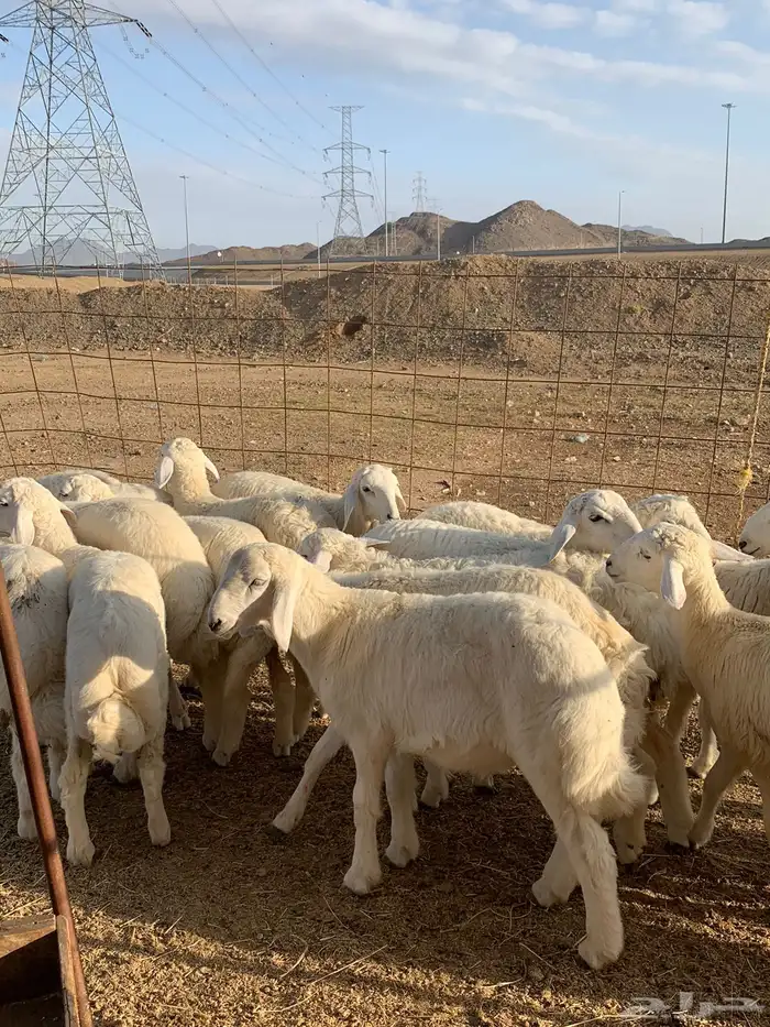 من الان مرحبا ومسهلا بالجميع 8