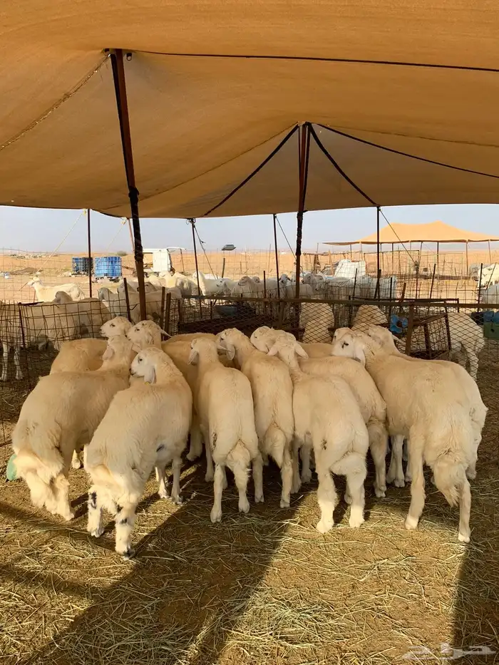 من الان مرحبا ومسهلا بالجميع 17