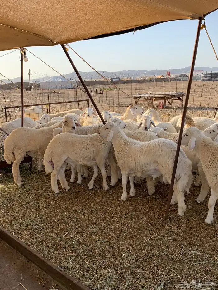 من الان مرحبا ومسهلا بالجميع 19