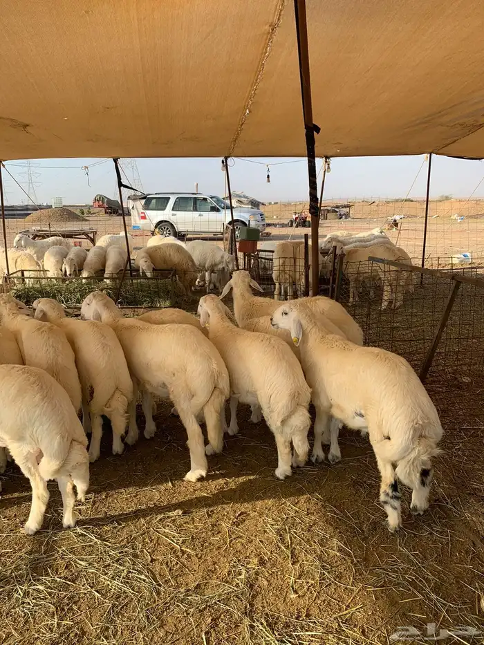 من الان مرحبا ومسهلا بالجميع 4
