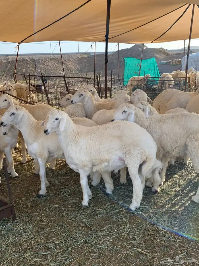 من الان مرحبا ومسهلا بالجميع 6