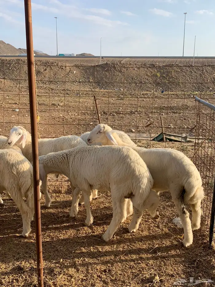 من الان مرحبا ومسهلا بالجميع 18