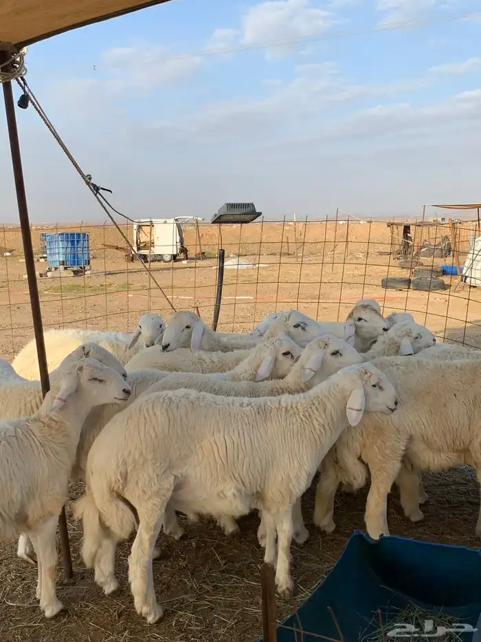 من الان مرحبا ومسهلا بالجميع 9
