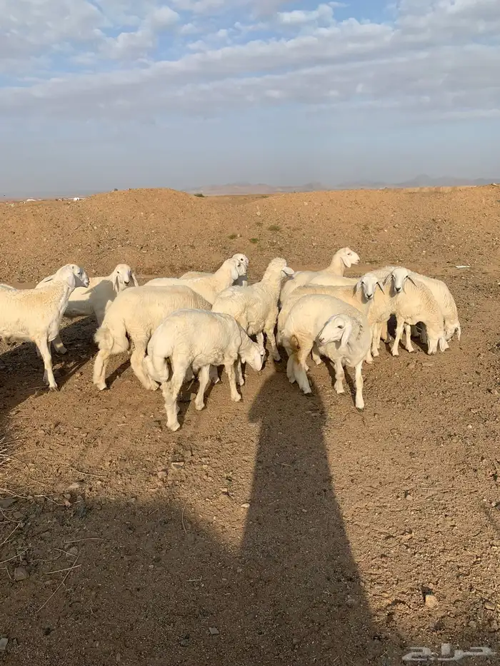 من الان مرحبا ومسهلا بالجميع 5