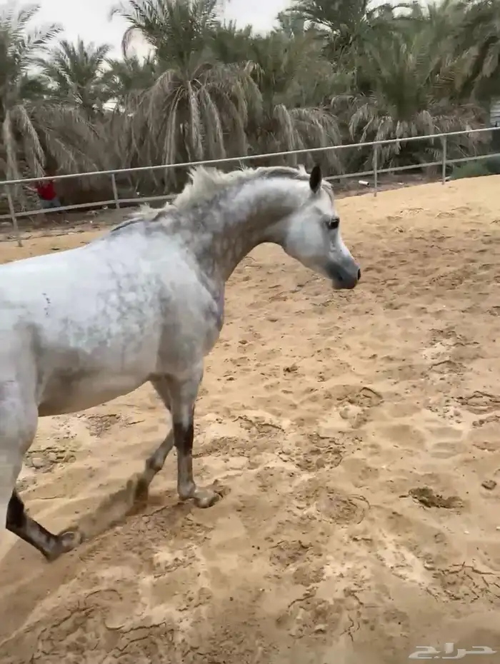 فحل مربط ولد غيث الزبير 0