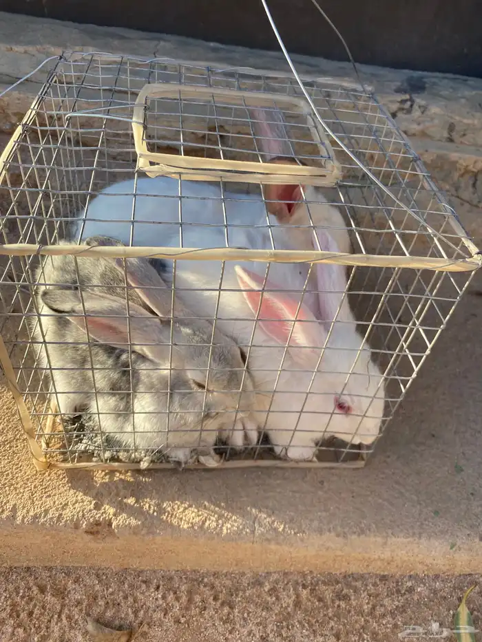 3 ارانب 2 ذكور واحد انثى اعمارهن تقريبا 3اشهر على السوم 4