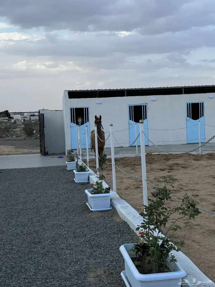 استراحه للاجار مع الخيل 7