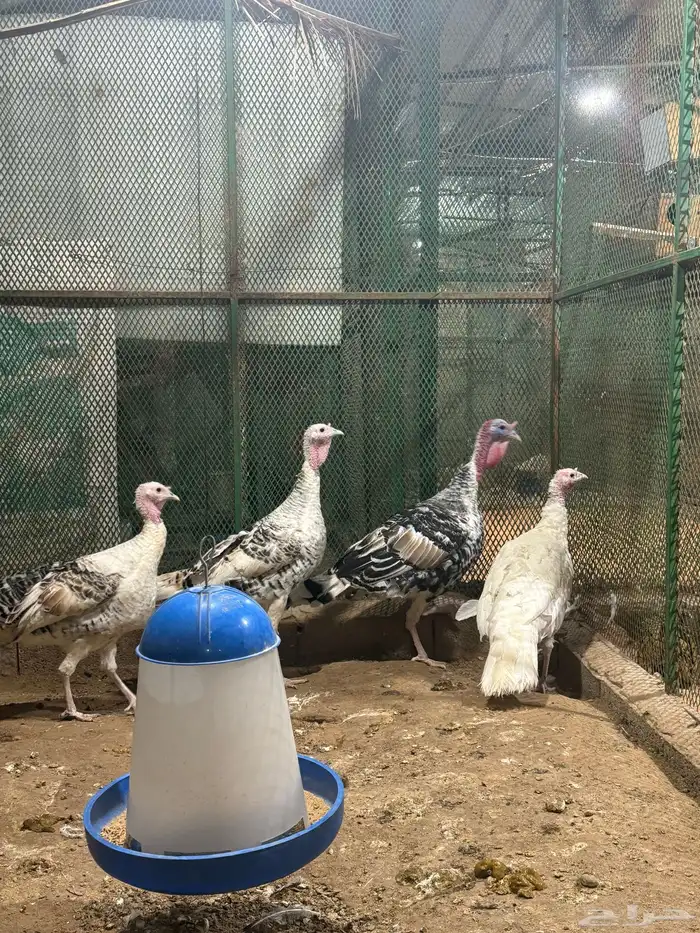 طقم رومي تم الليع 2
