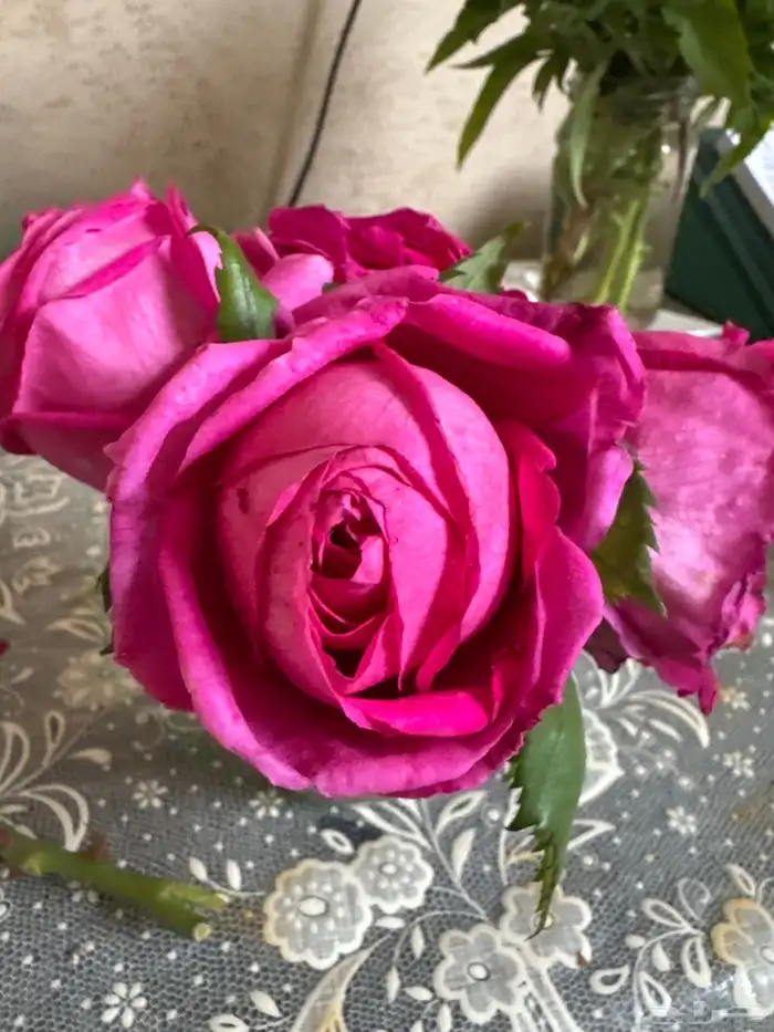 ورد السلطاني وورق عنب طازة وعطرة مدينية وعطرة 0