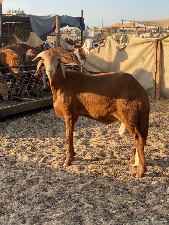 ذبايح سواكن وحري يوجد ذبح وتوصيل لحمة شرط 5