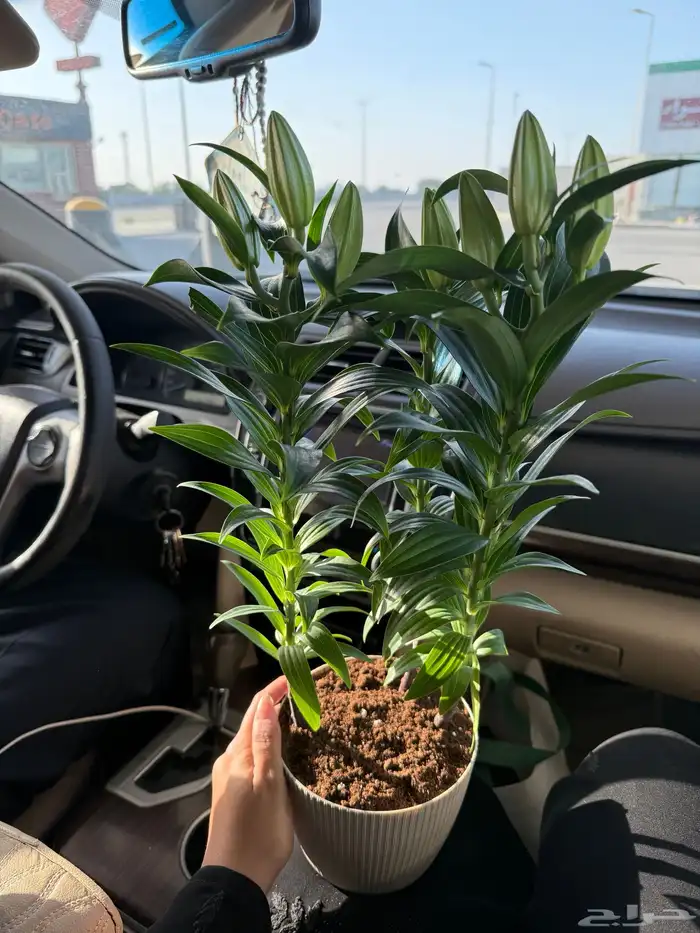 نبات ورد ليليوم مقفل يتفتح عندكم 0