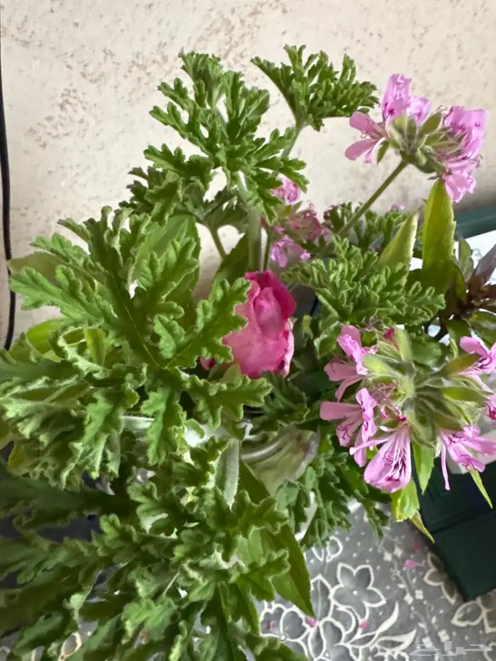 ورد السلطاني وورق عنب طازة وعطرة مدينية وعطرة 5