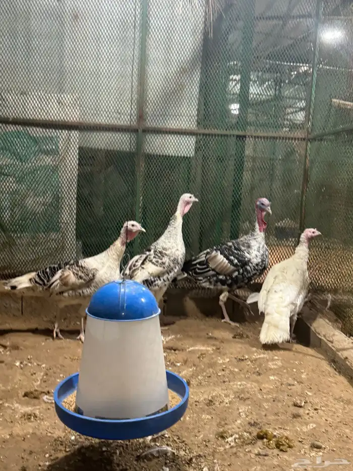 طقم رومي تم الليع 0