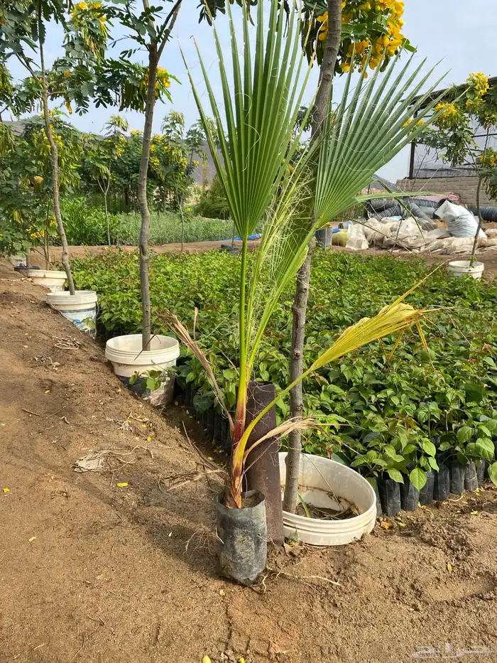 شتلات نخل وشنطني البيع جمله فقط 1