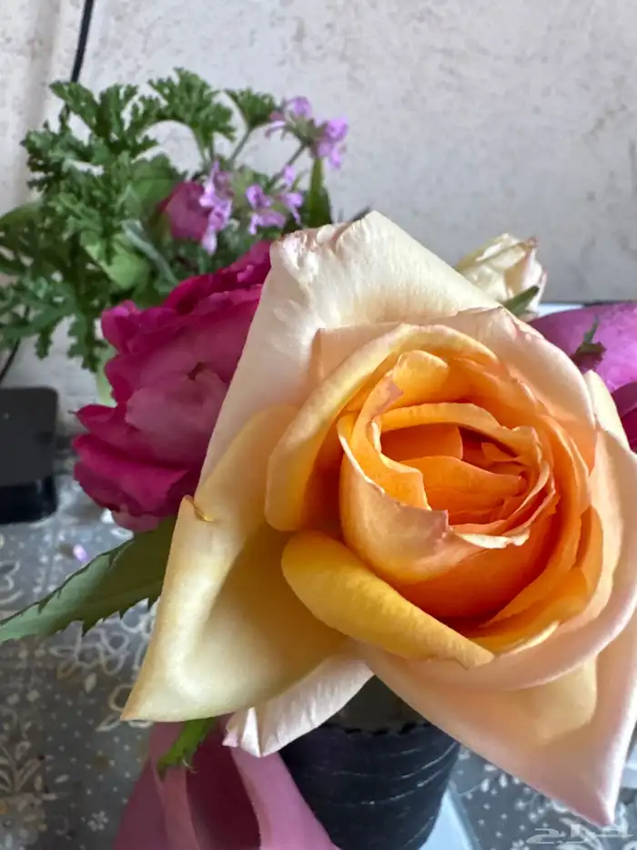 ورد السلطاني وورق عنب طازة وعطرة مدينية وعطرة 2