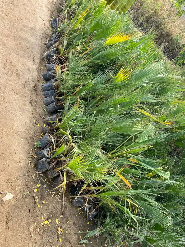 شتلات نخل وشنطني البيع جمله فقط 0