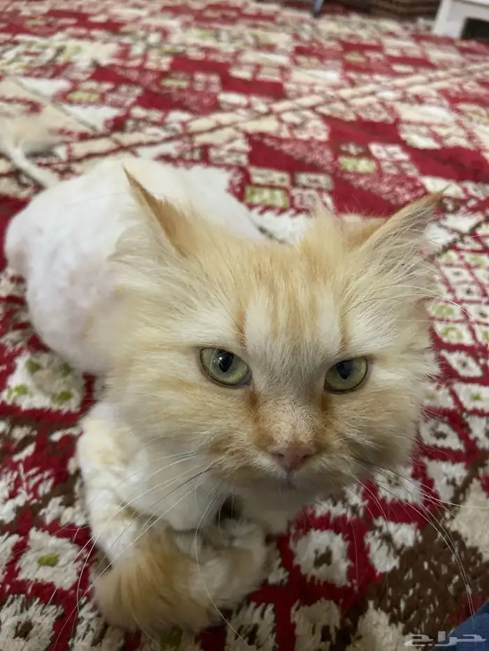 بسه معقمه حامل 0