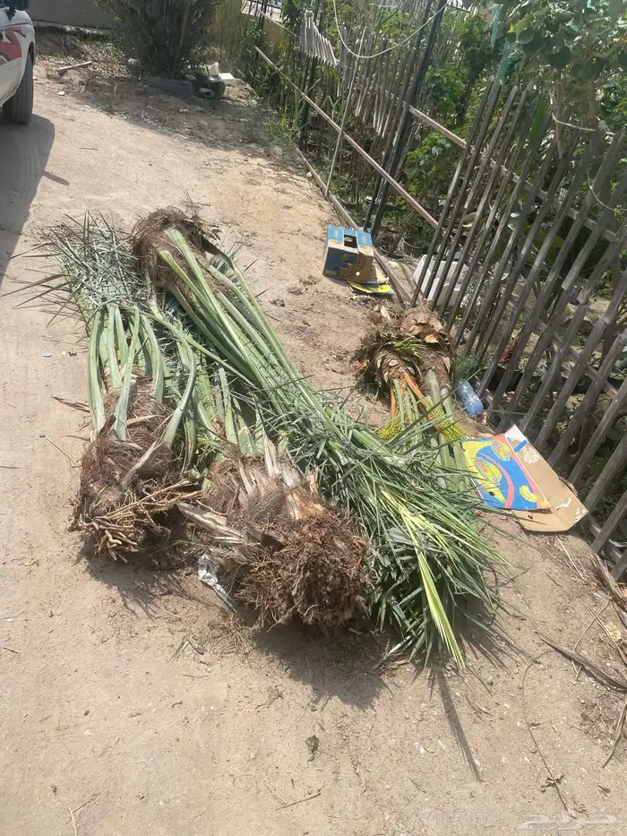 تنسيق حدائق 7