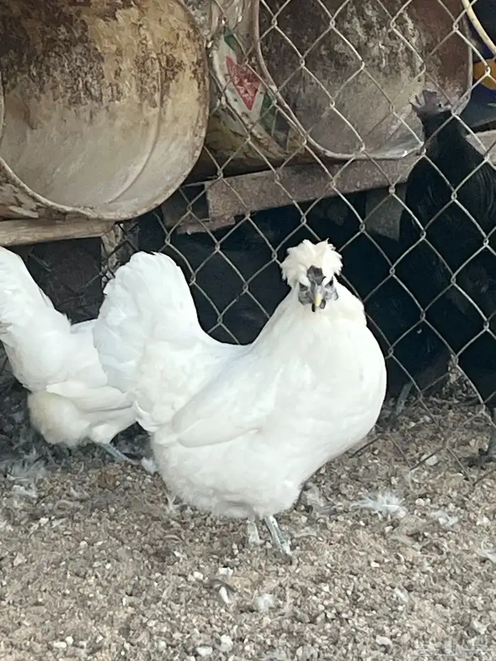 دجاج كويتي ابيض رجل وعرف اسود 0