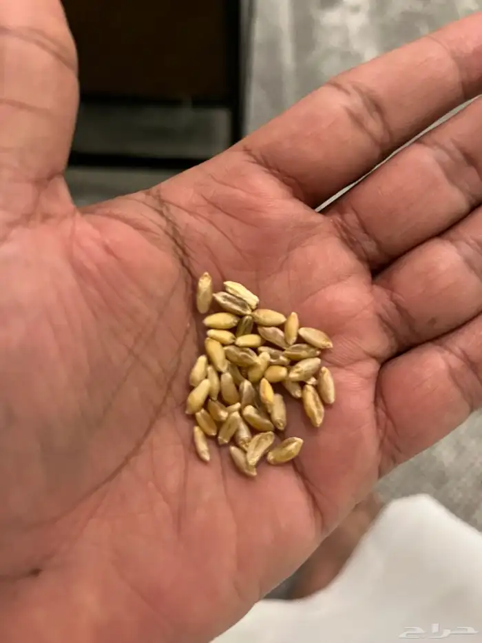 بر ( قمح )سمراء نجران رقم 1 حصاد السنه 2025 يامدور الزين 1