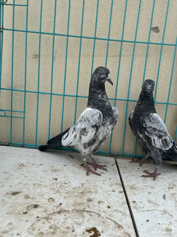 حمام باكستاني تم البيع 2