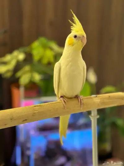 كروان اليف وهدد وطفره حلوه 0