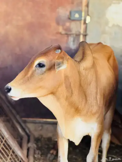 ملحمه اصاله العجول للعجول الصغيره 5