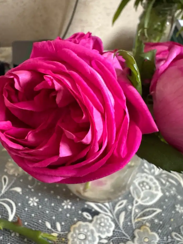 ورد السلطاني وورق عنب طازة وعطرة مدينية وعطرة 1