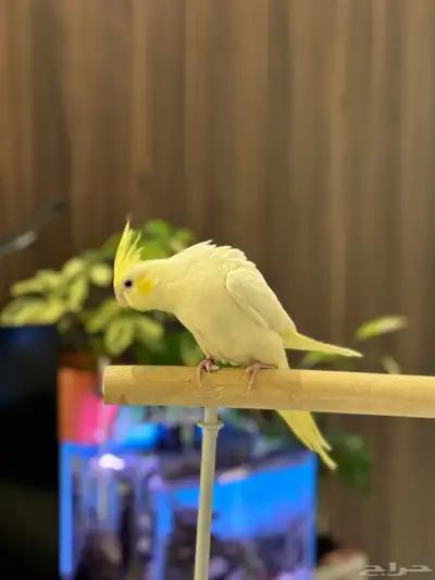 كروان اليف وهدد وطفره حلوه 3