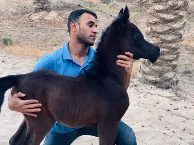 فحل مربط ولد غيث الزبير index