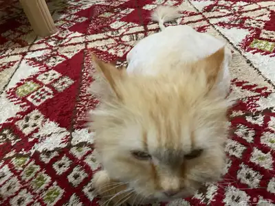 بسه معقمه حامل 1