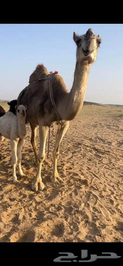 خلفة حدرها قعود زرقاء 0