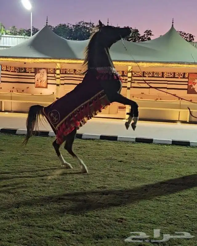 منتجع و مربط دهم الرمك - خميس مشيط 8