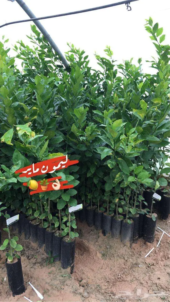حمضيات للبيع مزرعه للانتاج الزراعي 34