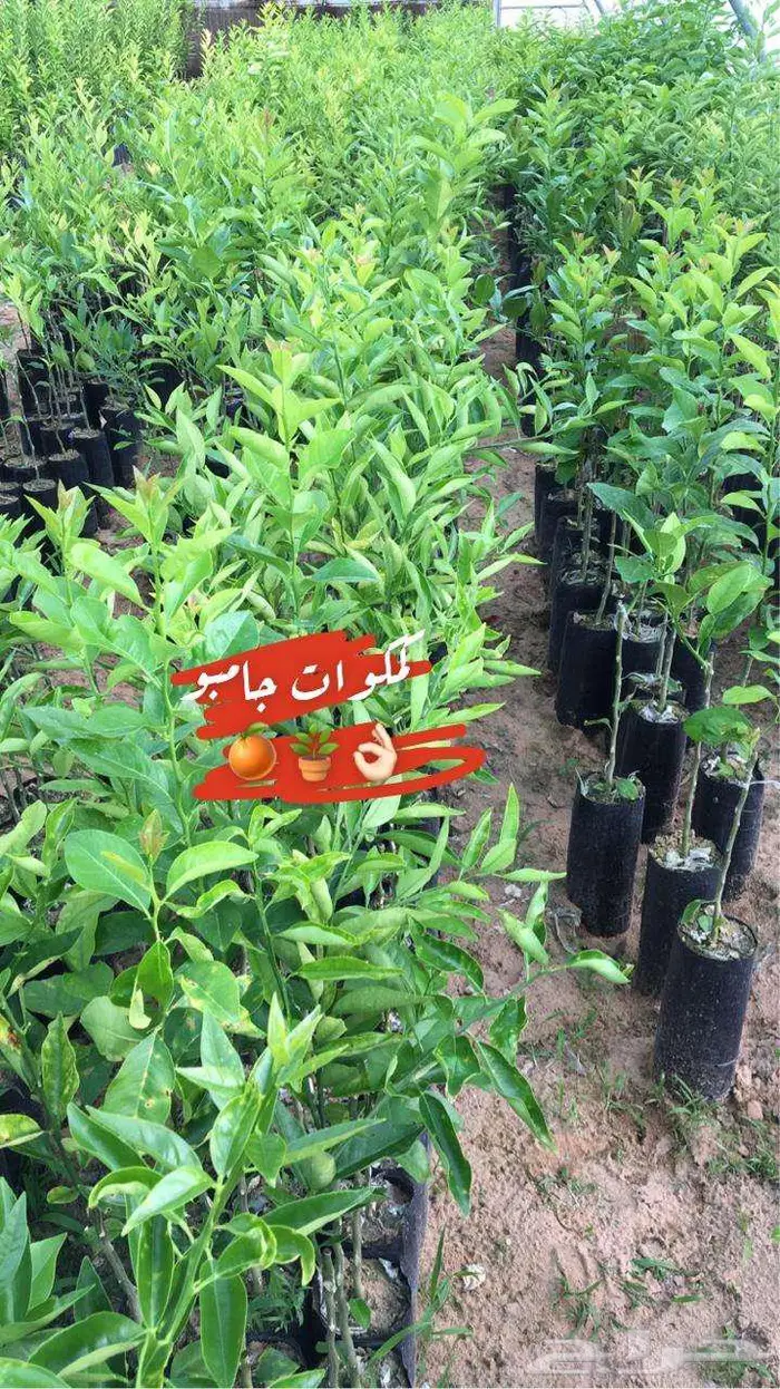 حمضيات للبيع مزرعه للانتاج الزراعي 29